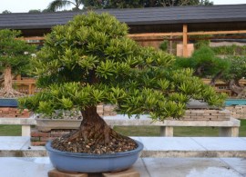 podocarpus-macrophyllus-3