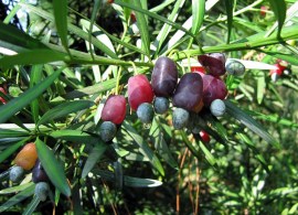 podocarpus_macrophyi800fra