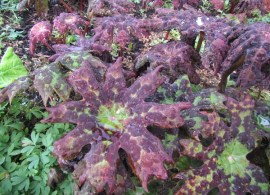 podophyllum-delavayi8