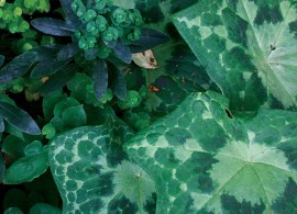 podophyllum_kaleidoscope_lg-thumb1x1