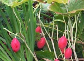 podophyllumhexandrum