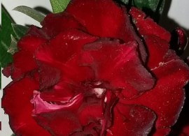 product_23397