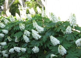 proven_winners_hydrangea_gatsby_gal