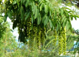 pterocarya-pterocarpa