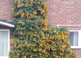 pyracantha-on-house