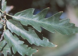 q-castaneifolia_leaf__06112