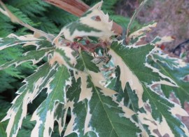 quercus-cerris-variegata