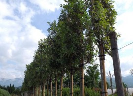 quercus-ilex-pleached-2-600x800