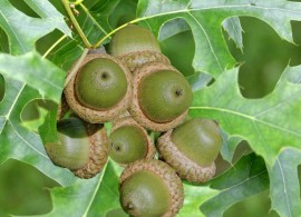 quercus-palustris-023