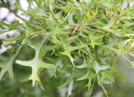 quercus-palustris-le-atal