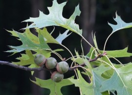 quercus-palustris