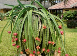 red-dragon-fruit-pitaya-hylocereus-9562