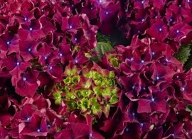 royal_red_purple1