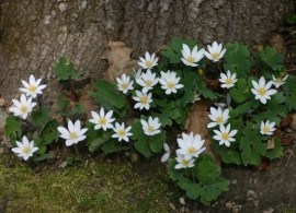 sanguinaria+canadensis2