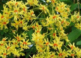 savonnier-fleur