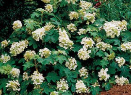 sikesdwarfhydrangeaquercifolia-4335
