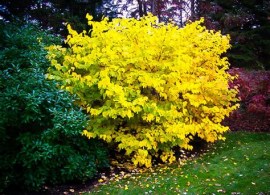 spicebush_474x