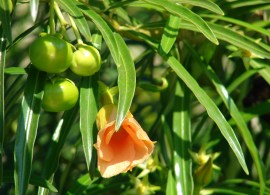 starr_070124-3794_thevetia_peruviana