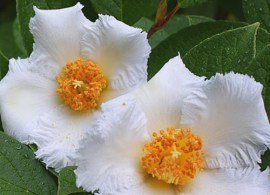 stewartia-4