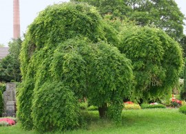 styphnolobium-japonicum-pendula-1