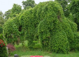 styphnolobium-japonicum-pendula