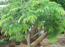 t.indica1