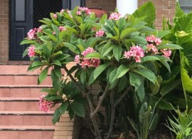 temple-tree-plant