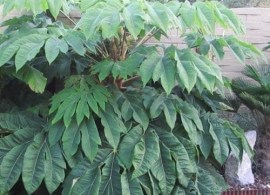 tetrapanax-papyrifer-rex-02