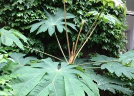 tetrapanax-papyrifer-rex-07