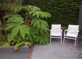tetrapanax-papyrifer-rex