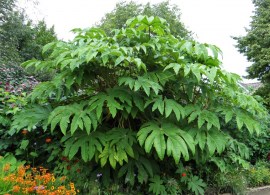 tetrapanax_papyrifer.515_2