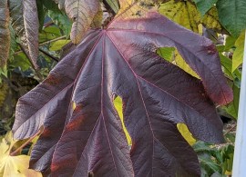 tetrapanax_papyrifera_rex-600x711