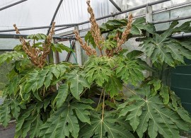 tetrapanax_papyrifera_rex675-600x711