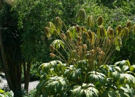 tetrapanax_papyrifera_rex_5003~2a