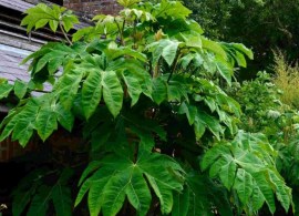 tetrapanax_rex1