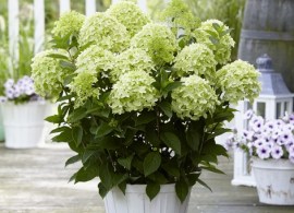thumbhydrangea-paniculata-hylv02-whitelight1563433613_tn2