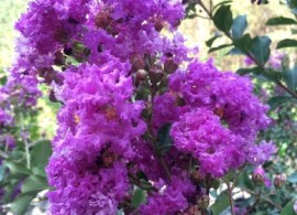 twilightcrapemyrtle1_1500x1500_540x540