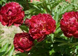 tyfoon_156