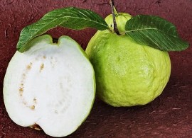 wht_guava_07