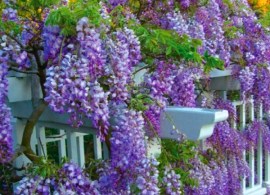 wisteria-af-1
