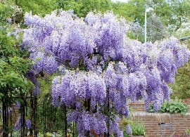 wisteria-sinensis-mike-combscience-photo-library