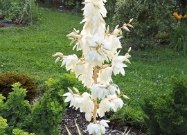yucca_filamentosa_co