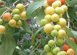 ziziphus_sp9232